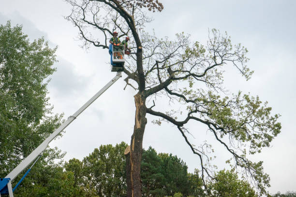 Best Hedge Trimming  in Tenaha, TX