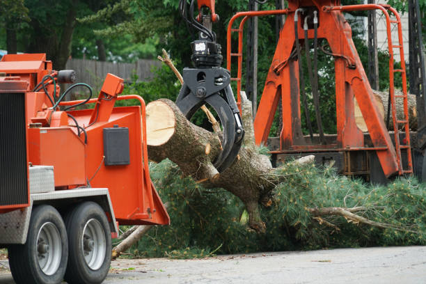 How Our Tree Care Process Works  in  Tenaha, TX