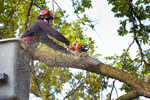 Best Hazardous Tree Removal  in Tenaha, TX