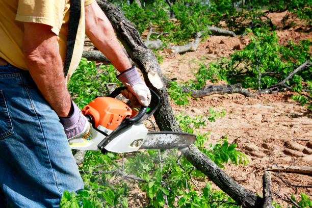 Best Storm Damage Tree Cleanup  in Tenaha, TX